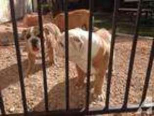 Bulldog Puppy for sale in HENDERSON, NV, USA