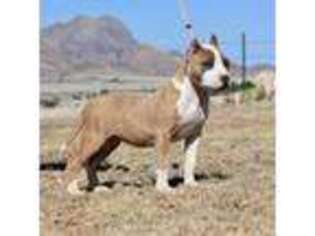 Mutt Puppy for sale in Elgin, AZ, USA
