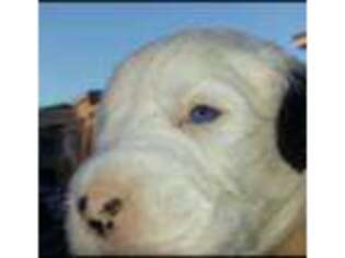 Olde English Bulldogge Puppy for sale in Miami, FL, USA
