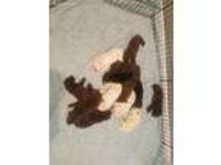 Labrador Retriever Puppy for sale in Waddell, AZ, USA