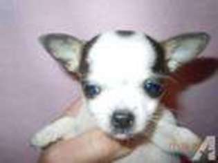 Chihuahua Puppy for sale in YUTAN, NE, USA