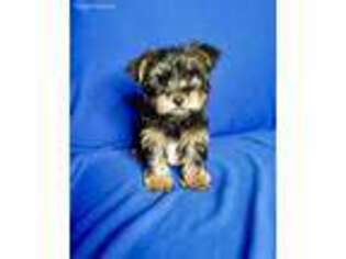 Yorkshire Terrier Puppy for sale in Valencia, CA, USA