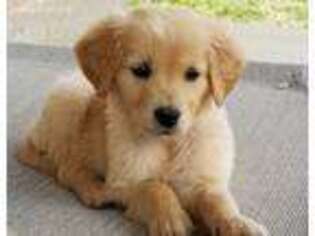 Golden Retriever Puppy for sale in Rockwall, TX, USA