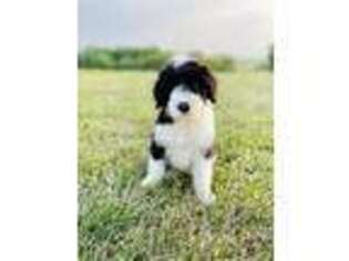 Mutt Puppy for sale in Pawnee City, NE, USA