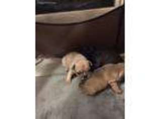 French Bulldog Puppy for sale in Gilman, WI, USA