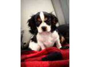 Cavalier King Charles Spaniel Puppy for sale in Lambertville, MI, USA