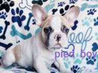 French Bulldog Puppy for sale in Bonsall, CA, USA