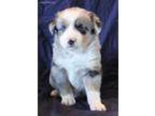 Miniature Australian Shepherd Puppy for sale in Calumet, OK, USA