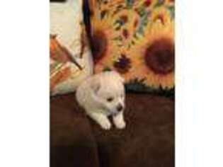 Mutt Puppy for sale in Gatesville, TX, USA