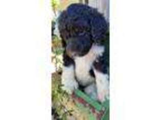 Mutt Puppy for sale in Albany, MO, USA