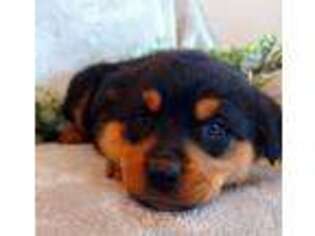 Rottweiler Puppy for sale in Geneva, NY, USA