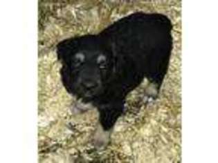 Australian Shepherd Puppy for sale in Blooming Prairie, MN, USA