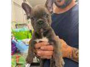French Bulldog Puppy for sale in Baldwyn, MS, USA