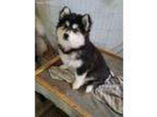 Siberian Husky Puppy for sale in Fletcher, NC, USA