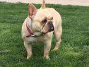 French Bulldog Puppy for sale in Chatfield, MN, USA