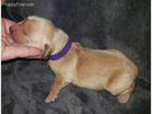 Golden Retriever Puppy for sale in Du Quoin, IL, USA