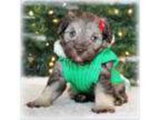 Mutt Puppy for sale in Brigham City, UT, USA