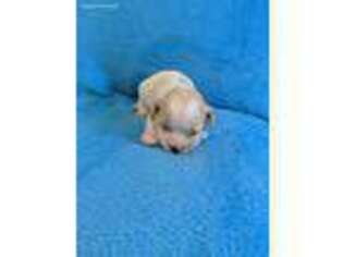 Cavachon Puppy for sale in Wellington, CO, USA