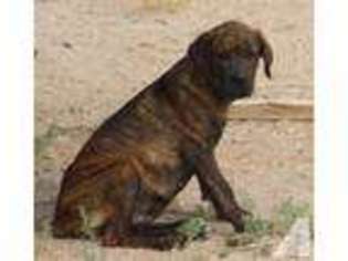 Mastiff Puppy for sale in Phoenix, AZ, USA