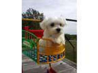 Maltese Puppy for sale in Addison, AL, USA