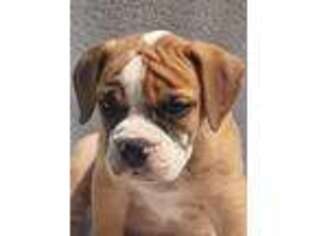 Olde English Bulldogge Puppy for sale in Jasonville, IN, USA