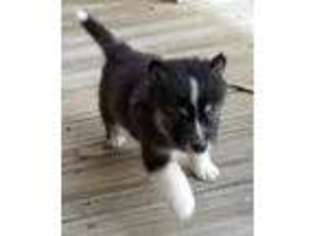 Mutt Puppy for sale in Windsor, SC, USA