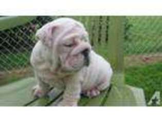 Bulldog Puppy for sale in DRASCO, AR, USA