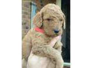 Mutt Puppy for sale in Willard, MO, USA