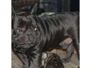 French Bulldog Puppy for sale in Augusta, KY, USA