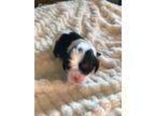 Cavalier King Charles Spaniel Puppy for sale in Fall River, WI, USA