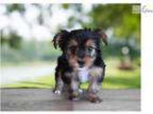 Chorkie Puppy for sale in Saint George, UT, USA