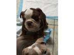 Olde English Bulldogge Puppy for sale in Grass Lake, MI, USA