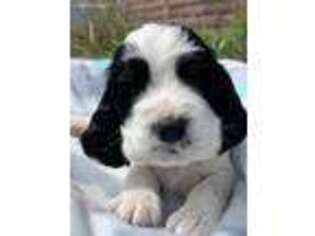 English Springer Spaniel Puppy for sale in Huntingdon, PA, USA