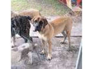 Mastiff Puppy for sale in Leonard, TX, USA