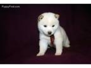 Shiba Inu Puppy for sale in Thayer, MO, USA