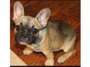 French Bulldog Puppy for sale in Kopperl, TX, USA