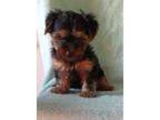 Yorkshire Terrier Puppy for sale in Montague, NJ, USA