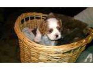 English Toy Spaniel Puppy for sale in MONTAGUE, CA, USA