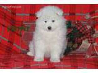 Samoyed Puppy for sale in Worley, ID, USA