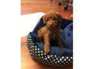 Labradoodle Puppy for sale in Gilroy, CA, USA