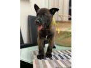 Belgian Malinois Puppy for sale in Fort Lauderdale, FL, USA