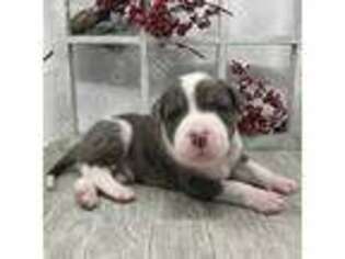Alapaha Blue Blood Bulldog Puppy for sale in Fort Myers, FL, USA