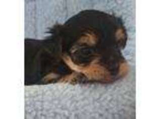 Yorkshire Terrier Puppy for sale in Norwalk, CA, USA
