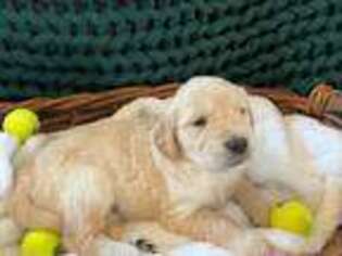 Golden Retriever Puppy for sale in El Mirage, AZ, USA