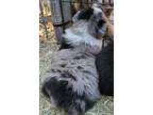 Australian Shepherd Puppy for sale in Placerville, CA, USA