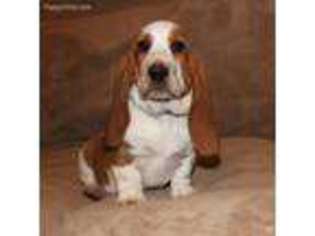 Medium Photo #1 Basset Hound Puppy For Sale in Morton, MS, USA