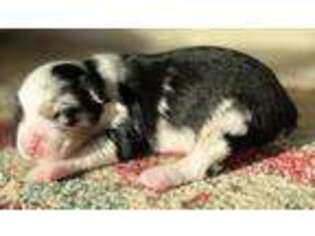 Miniature Australian Shepherd Puppy for sale in Modesto, CA, USA