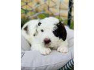 Mutt Puppy for sale in Nashport, OH, USA