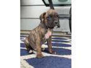 Boxer Puppy for sale in Middlebury, IN, USA