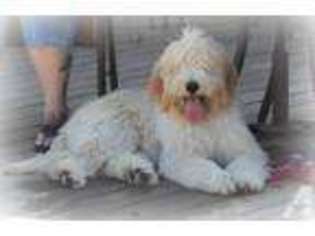 Labradoodle Puppy for sale in WILLIAMS, CA, USA